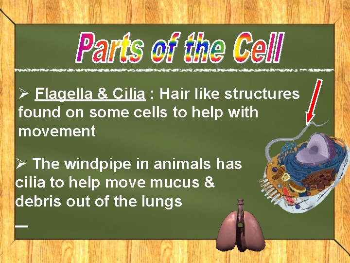 Ø Flagella & Cilia : Hair like structures found on some cells to help