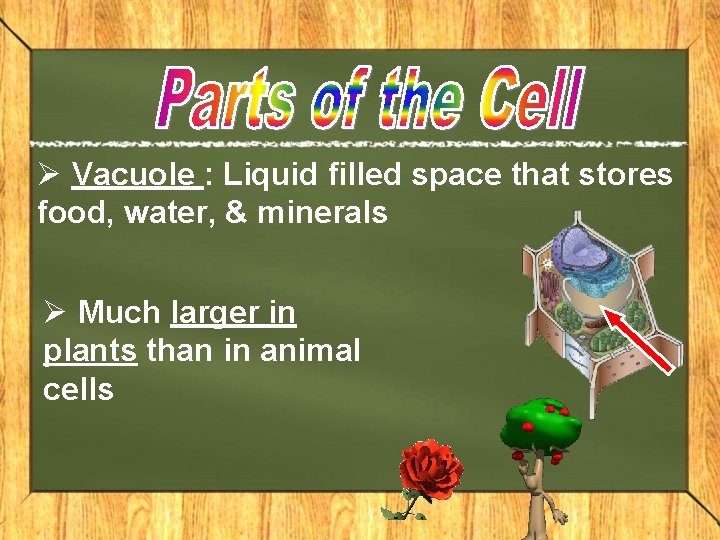 Ø Vacuole : Liquid filled space that stores food, water, & minerals Ø Much