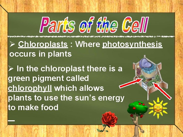 Ø Chloroplasts : Where photosynthesis occurs in plants Ø In the chloroplast there is