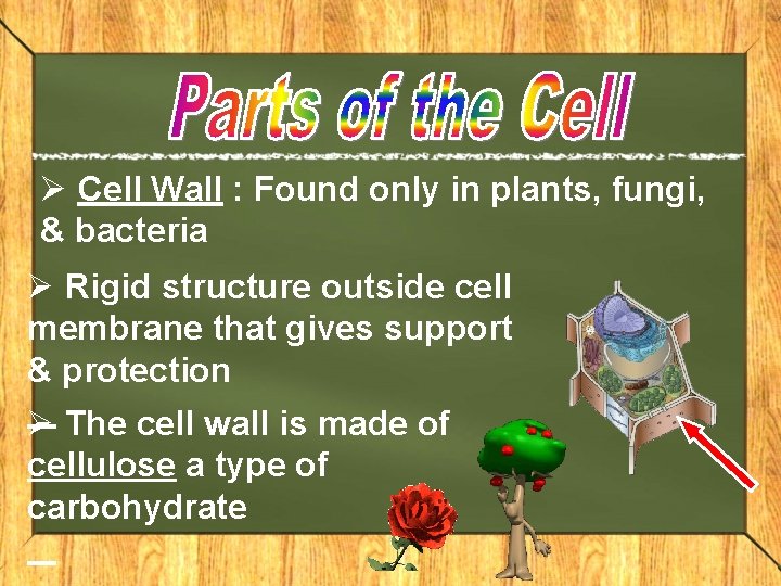 Ø Cell Wall : Found only in plants, fungi, & bacteria Ø Rigid structure