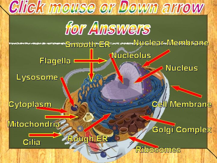 Smooth ER Flagella Lysosome Cytoplasm Cell Membrane Mitochondria Cilia Nuclear Membrane Nucleolus Nucleus Rough