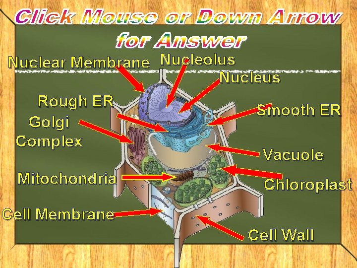Nuclear Membrane Nucleolus Nucleus Rough ER Smooth ER Golgi Complex Vacuole Mitochondria Chloroplast Cell