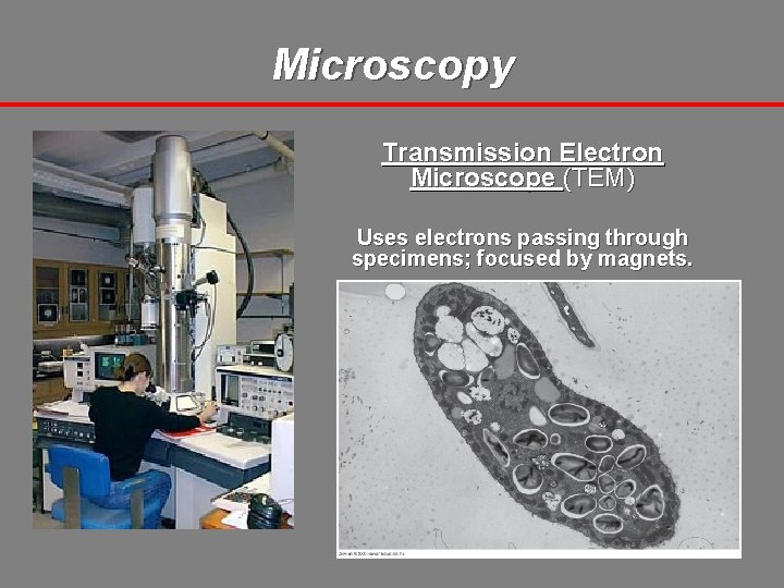 Microscopy Transmission Electron Microscope (TEM) Uses electrons passing through specimens; focused by magnets. 