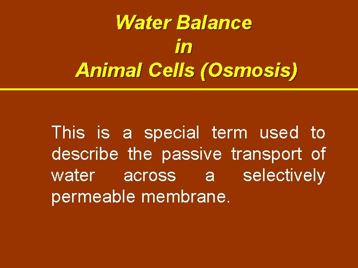 Water Balance in Animal Cells (Osmosis) This is a special term used to describe Water Balance in Animal Cells (Osmosis) This is a special term used to describe