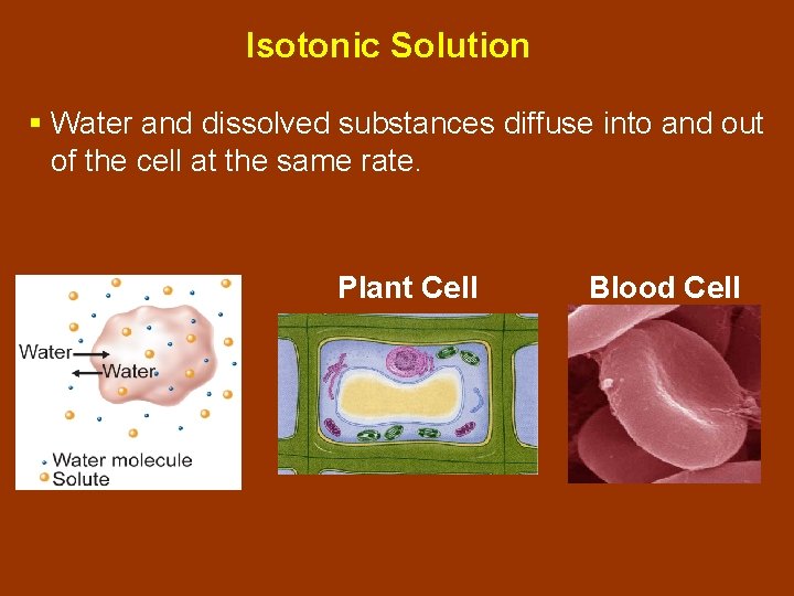 Isotonic Solution § Water and dissolved substances diffuse into and out of the cell