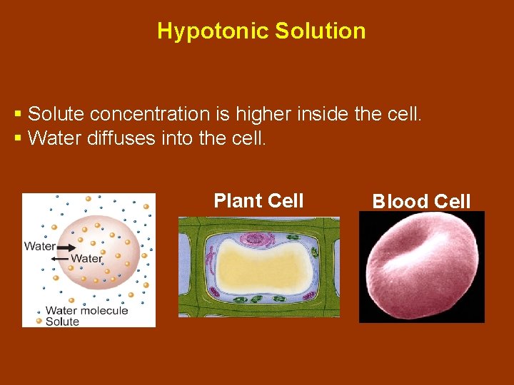 Hypotonic Solution § Solute concentration is higher inside the cell. § Water diffuses into Hypotonic Solution § Solute concentration is higher inside the cell. § Water diffuses into