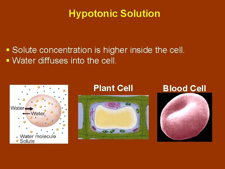 Hypotonic Solution § Solute concentration is higher inside the cell. § Water diffuses into