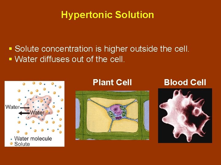 Hypertonic Solution § Solute concentration is higher outside the cell. § Water diffuses out Hypertonic Solution § Solute concentration is higher outside the cell. § Water diffuses out