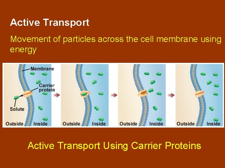 Active Transport Movement of particles across the cell membrane using energy Active Transport Using Active Transport Movement of particles across the cell membrane using energy Active Transport Using