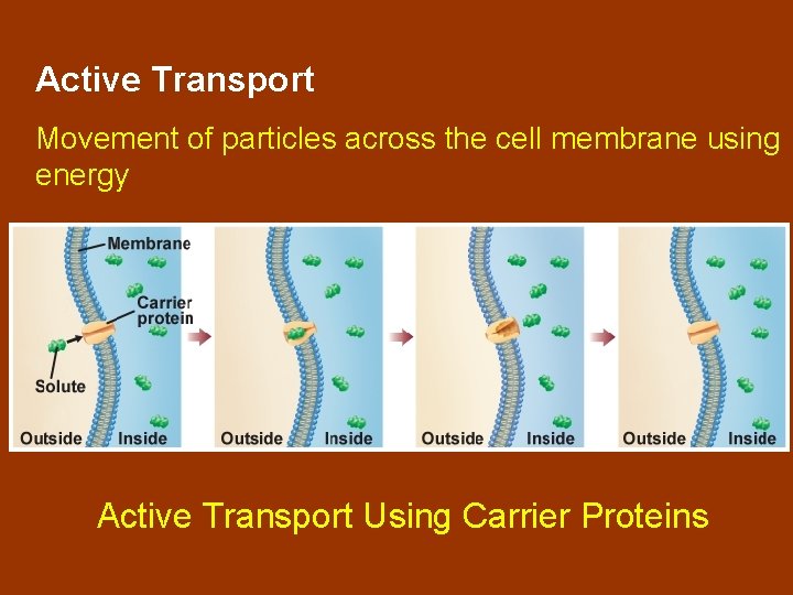 Active Transport Movement of particles across the cell membrane using energy Active Transport Using
