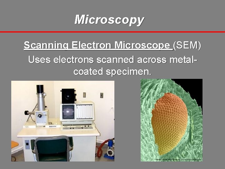 Microscopy Scanning Electron Microscope (SEM) Uses electrons scanned across metalcoated specimen. 