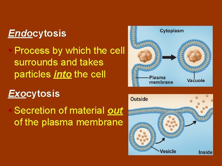 Endocytosis § Process by which the cell surrounds and takes particles into the cell