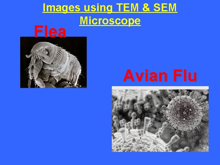 Images using TEM & SEM Microscope Flea Avian Flu 