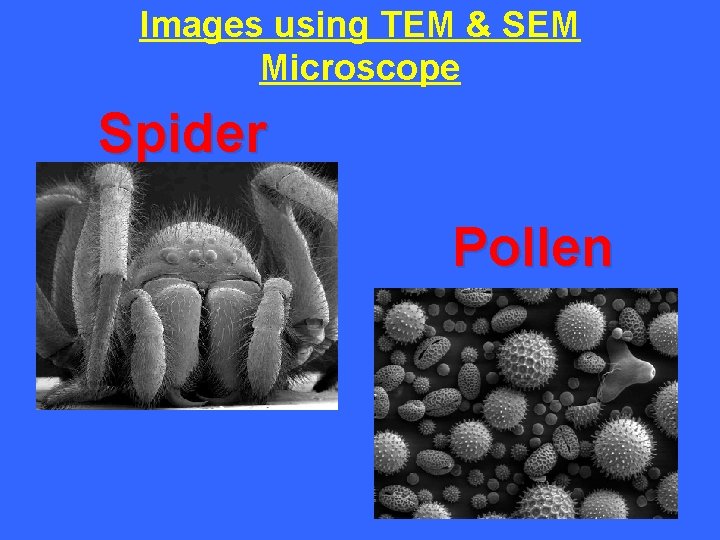 Images using TEM & SEM Microscope Spider Pollen 