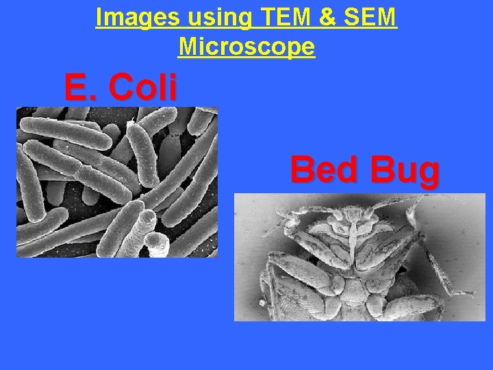 Images using TEM & SEM Microscope E. Coli Bed Bug 