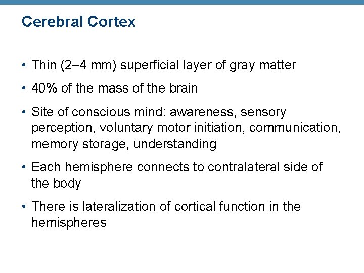 Cerebral Cortex • Thin (2– 4 mm) superficial layer of gray matter • 40%