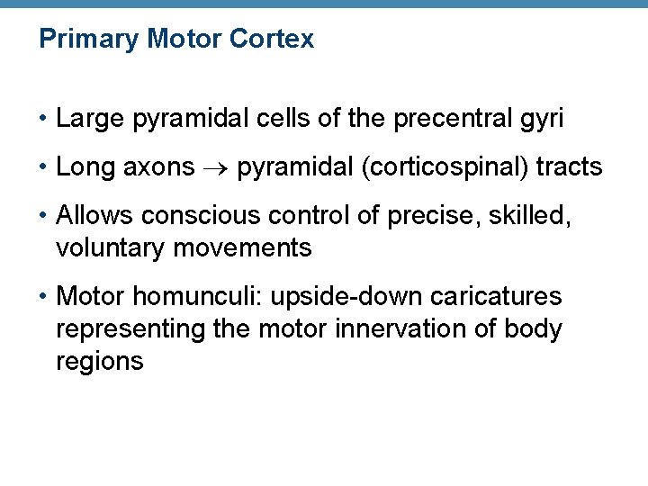 Primary Motor Cortex • Large pyramidal cells of the precentral gyri • Long axons