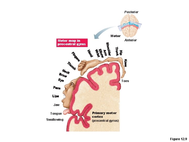 Posterior Motor map in precentral gyrus Anterior Toes Jaw Tongue Swallowing Primary motor cortex