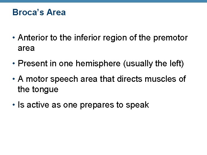 Broca’s Area • Anterior to the inferior region of the premotor area • Present Broca’s Area • Anterior to the inferior region of the premotor area • Present
