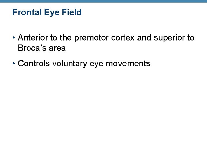 Frontal Eye Field • Anterior to the premotor cortex and superior to Broca’s area