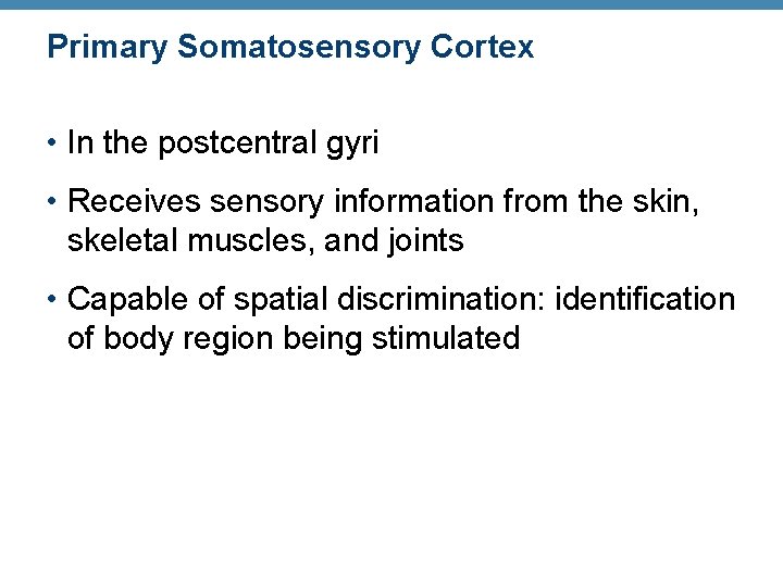 Primary Somatosensory Cortex • In the postcentral gyri • Receives sensory information from the