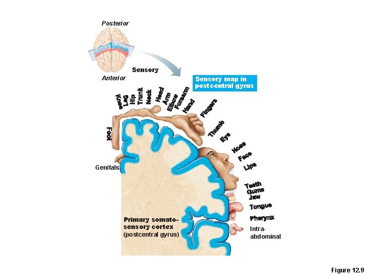 Posterior Sensory Anterior Sensory map in postcentral gyrus Genitals Primary somatosensory cortex (postcentral gyrus) Posterior Sensory Anterior Sensory map in postcentral gyrus Genitals Primary somatosensory cortex (postcentral gyrus)
