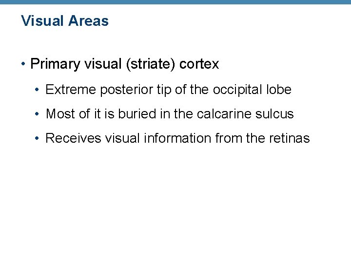 Visual Areas • Primary visual (striate) cortex • Extreme posterior tip of the occipital