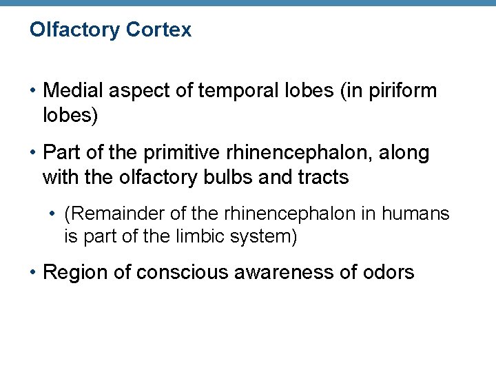 OIfactory Cortex • Medial aspect of temporal lobes (in piriform lobes) • Part of