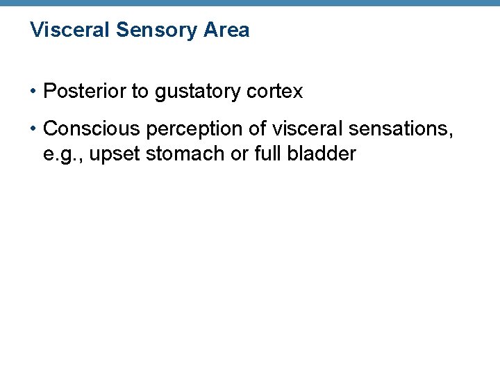 Visceral Sensory Area • Posterior to gustatory cortex • Conscious perception of visceral sensations,