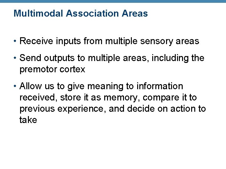 Multimodal Association Areas • Receive inputs from multiple sensory areas • Send outputs to
