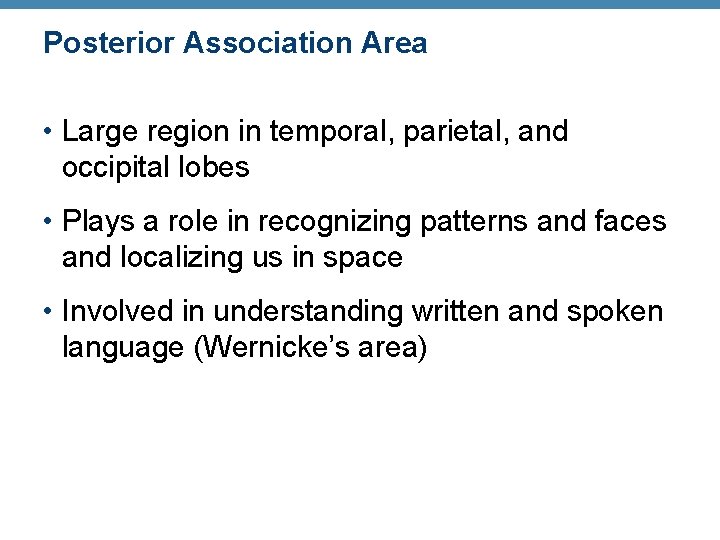 Posterior Association Area • Large region in temporal, parietal, and occipital lobes • Plays