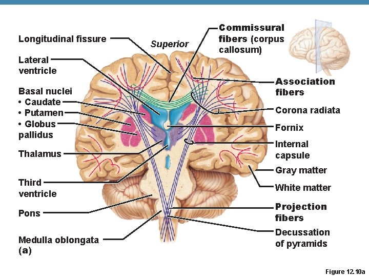 Longitudinal fissure Lateral ventricle Basal nuclei • Caudate • Putamen • Globus pallidus Thalamus Longitudinal fissure Lateral ventricle Basal nuclei • Caudate • Putamen • Globus pallidus Thalamus