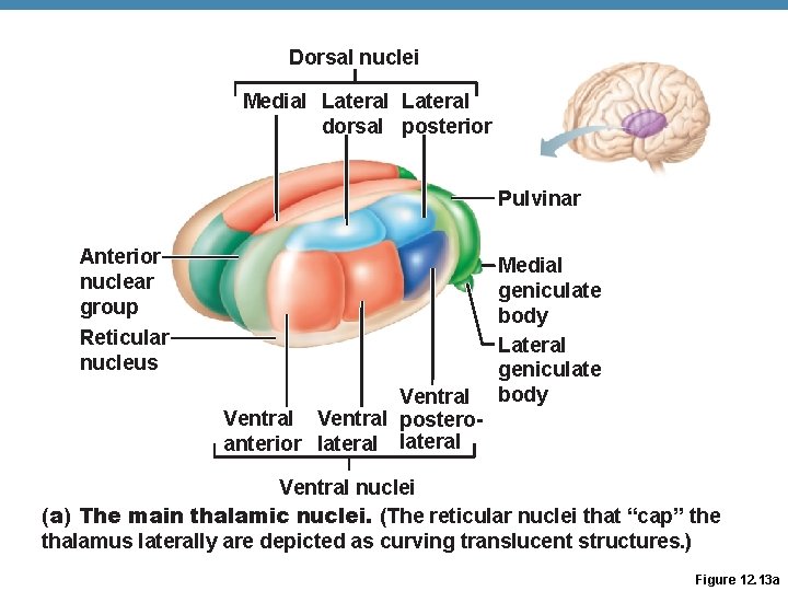 Dorsal nuclei Medial Lateral dorsal posterior Pulvinar Anterior nuclear group Reticular nucleus Ventral posteroanterior