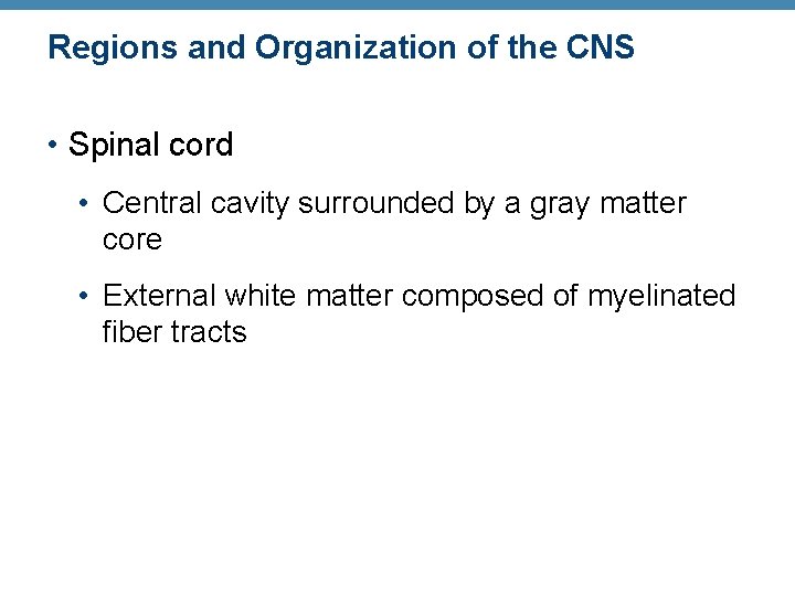 Regions and Organization of the CNS • Spinal cord • Central cavity surrounded by