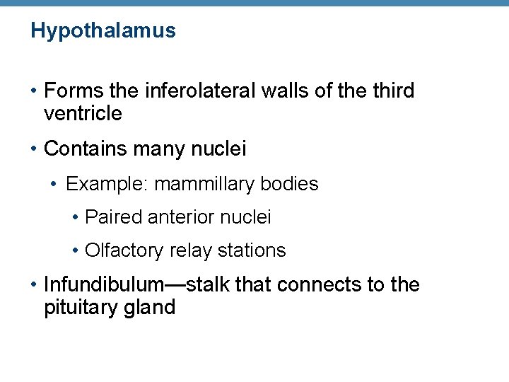 Hypothalamus • Forms the inferolateral walls of the third ventricle • Contains many nuclei