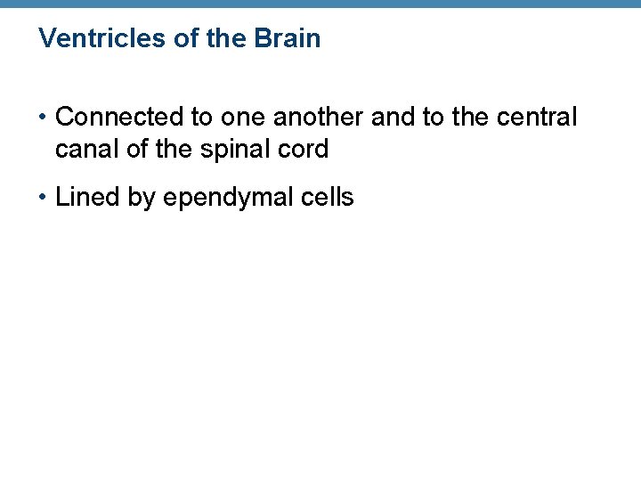 Ventricles of the Brain • Connected to one another and to the central canal