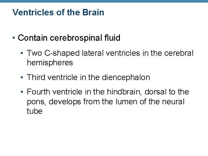 Ventricles of the Brain • Contain cerebrospinal fluid • Two C-shaped lateral ventricles in