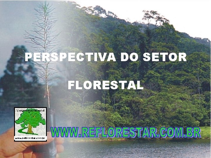 PERSPECTIVA DO SETOR FLORESTAL 