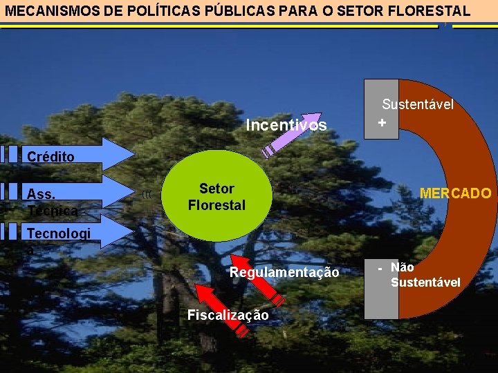MECANISMOS DE POLÍTICAS PÚBLICAS PARA O SETOR FLORESTAL Incentivos Sustentável + Crédito Ass. Técnica