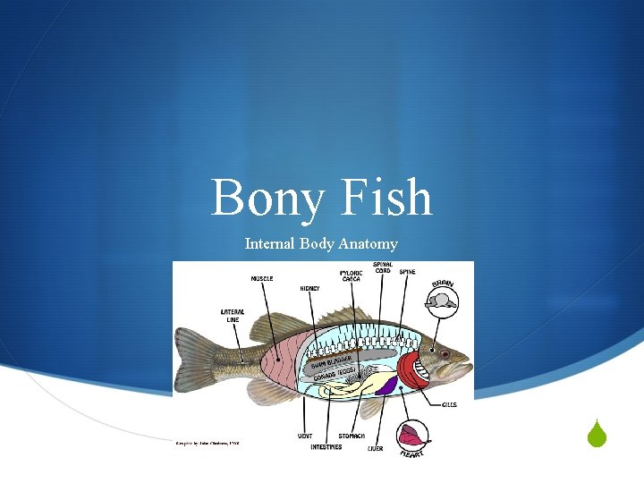 Bony Fish Internal Body Anatomy S 