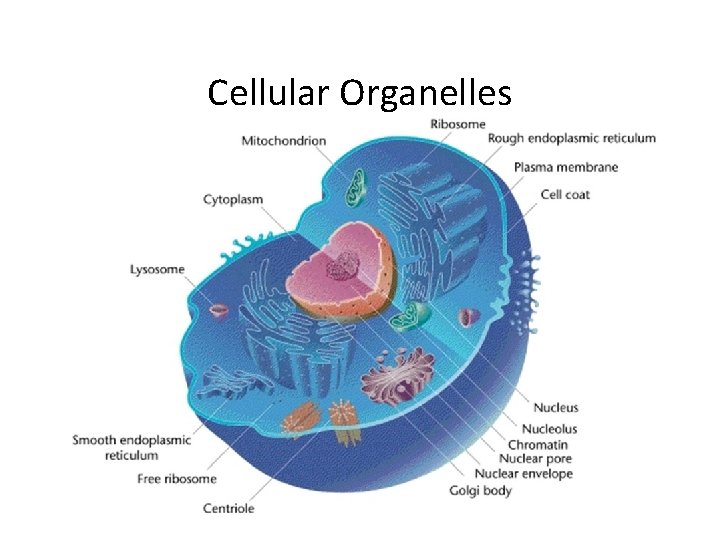 Cellular Organelles 