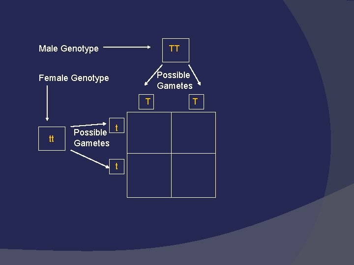 Male Genotype TT Possible Gametes Female Genotype T tt Possible t Gametes t T