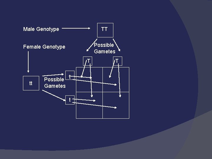 Male Genotype TT Possible Gametes Female Genotype T tt Possible t Gametes t T