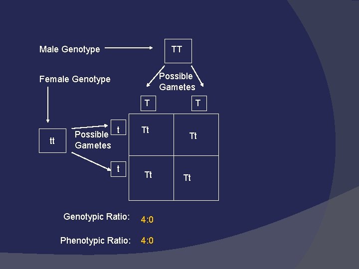 Male Genotype TT Possible Gametes Female Genotype T tt Possible t Gametes t Tt