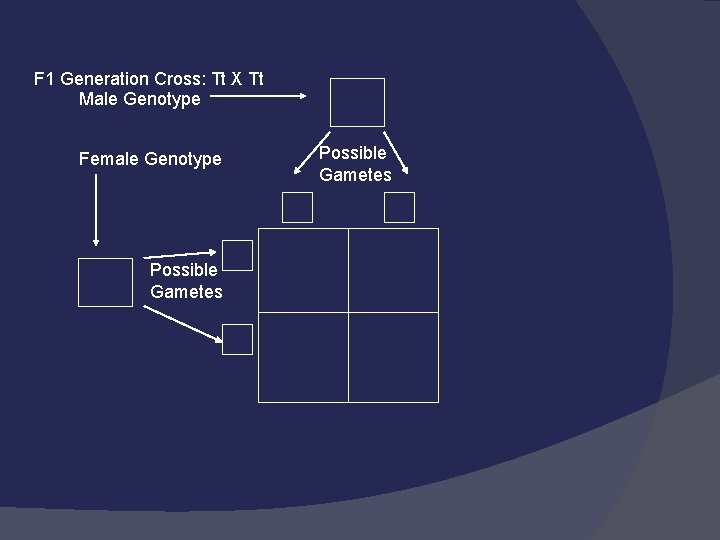 F 1 Generation Cross: Tt X Tt Male Genotype Female Genotype Possible Gametes 