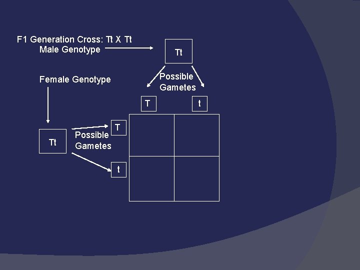 F 1 Generation Cross: Tt X Tt Male Genotype Tt Possible Gametes Female Genotype