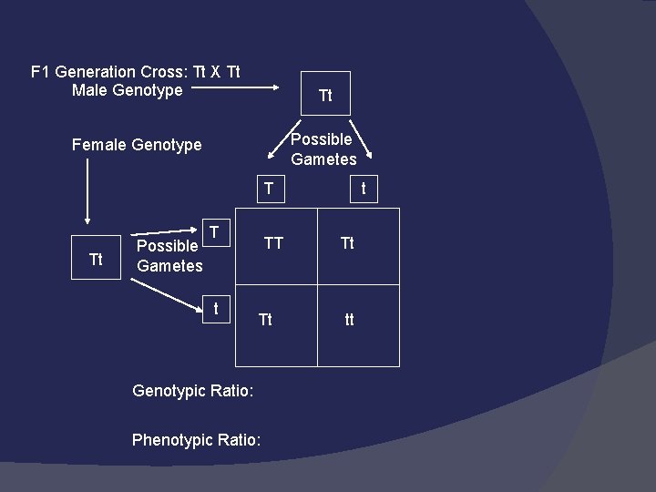 F 1 Generation Cross: Tt X Tt Male Genotype Tt Possible Gametes Female Genotype