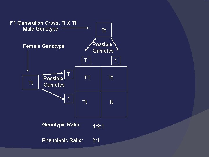 F 1 Generation Cross: Tt X Tt Male Genotype Tt Possible Gametes Female Genotype