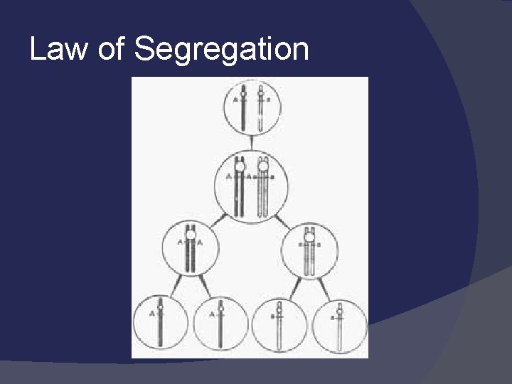 Law of Segregation 