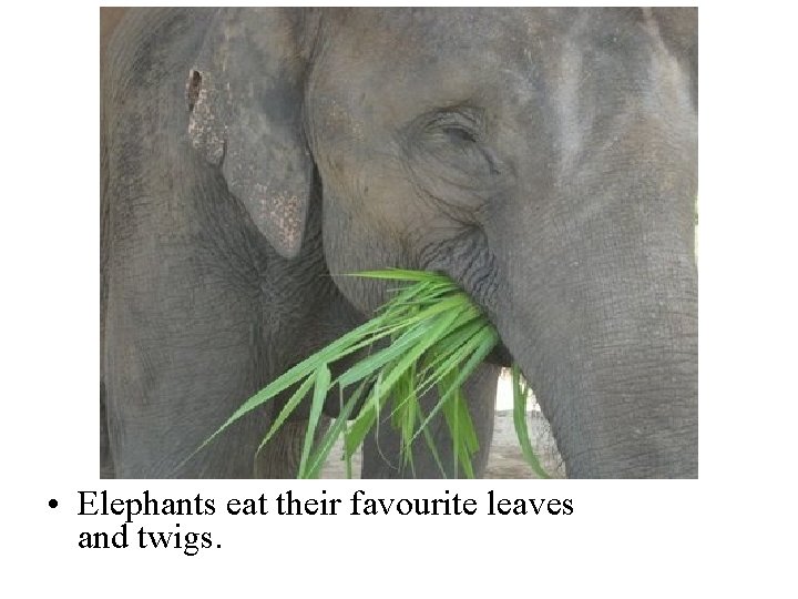  • Elephants eat their favourite leaves and twigs. 
